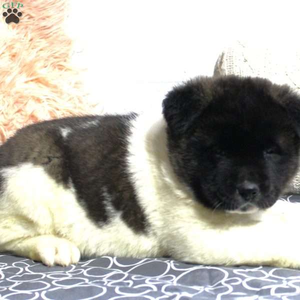 Glory, Akita Puppy